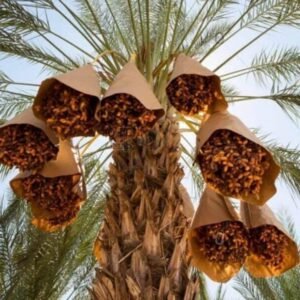 شركة فريش ديل للتغليف المستدام (Fresh Deal)