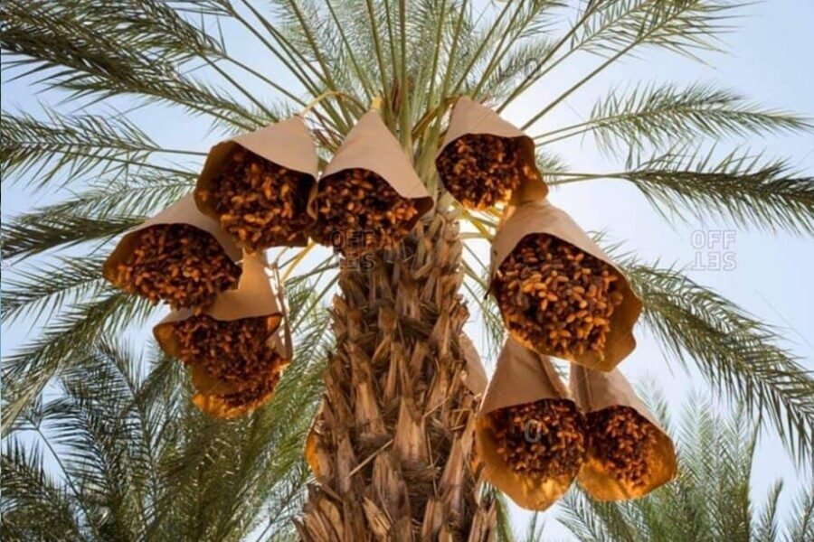 شركة فريش ديل للتغليف المستدام (Fresh Deal)